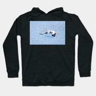 American White Pelican Gliding Along Hoodie